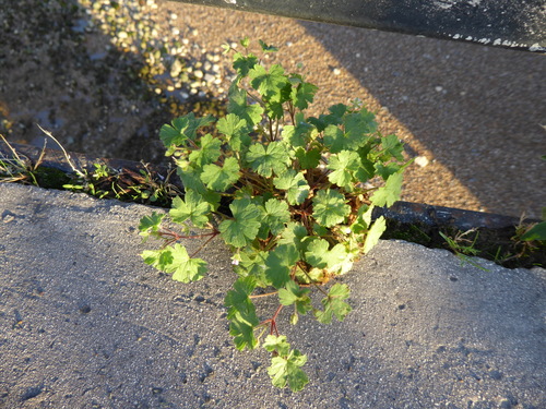 Geranium rotundifolium, photograph 2