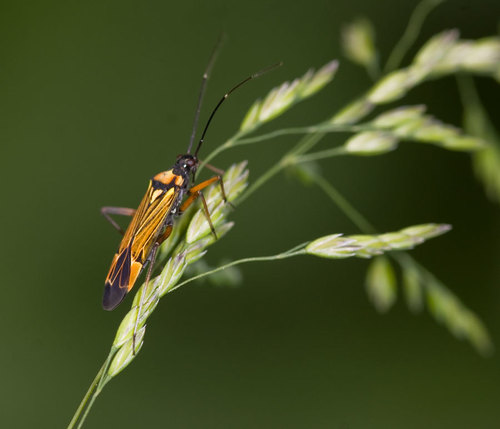 Nuostabioji žolblakė nuotrauka