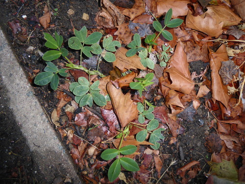 Arachis hypogaea observed 2026-09-08