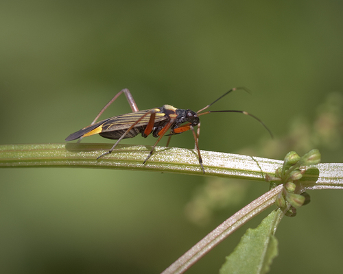 Nuostabioji žolblakė nuotrauka