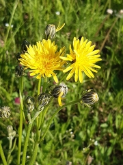 Crepis biennis