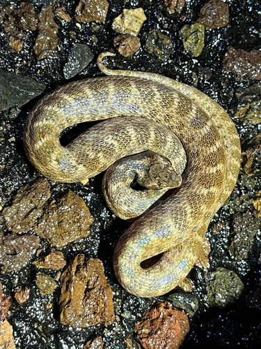 Chihuahuan Nightsnake