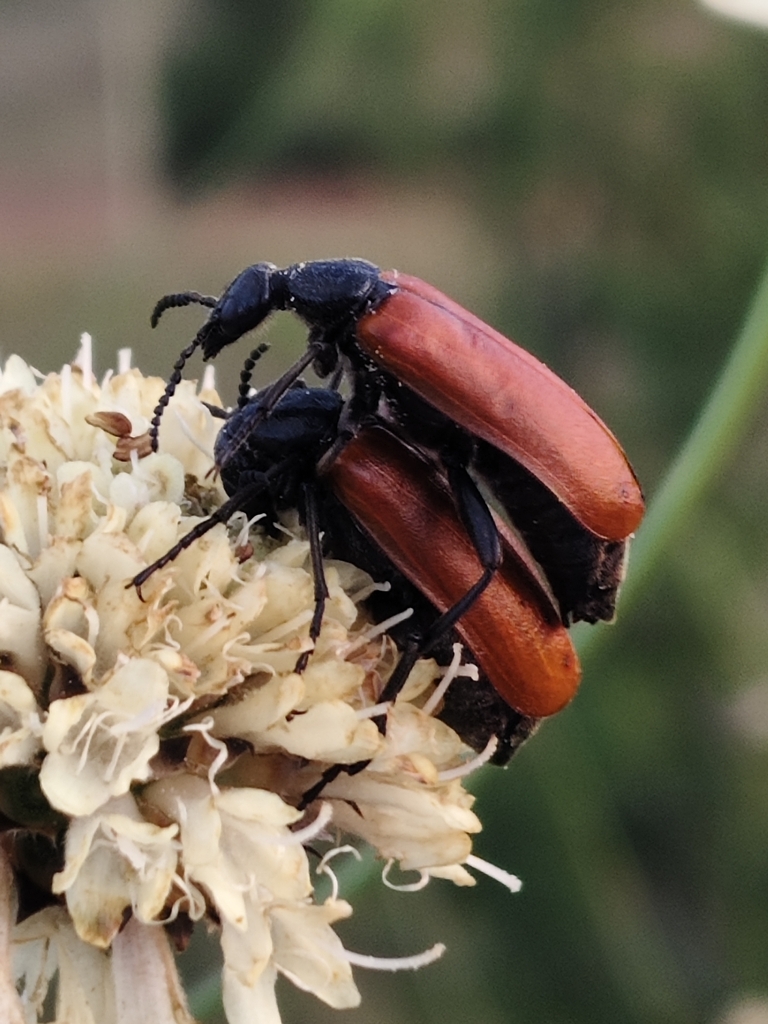 Lydus unicolor
