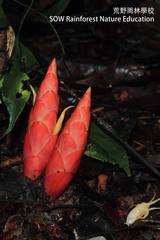 Zingiber puberulum ovoideum