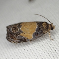 Olethreutes osmundana