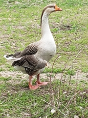 Anser anser × cygnoides