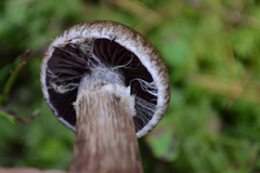 Cortinarius evernius