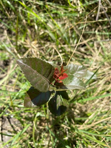 Xylosma venosa