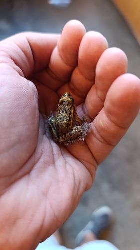 Iberian Painted Frog