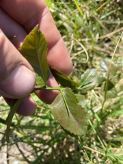 author not stated, no rights reserved Xylosma venosa, photograph author not stated, no rights reserved