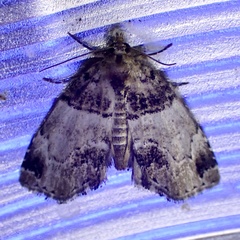 Cutina distincta