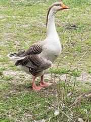 Anser anser × cygnoides