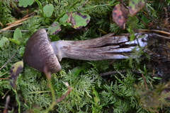 Cortinarius evernius
