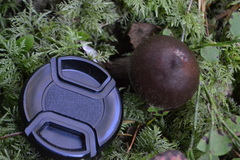 Cortinarius evernius