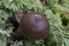 Cortinarius evernius