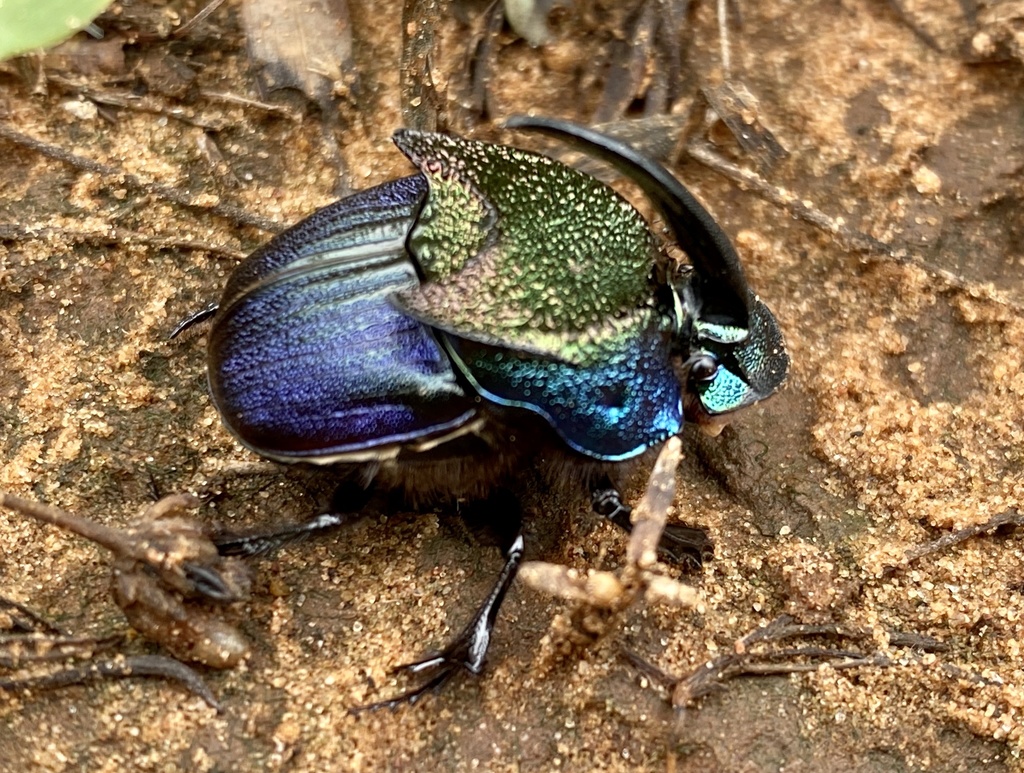 Phanaeus difformis