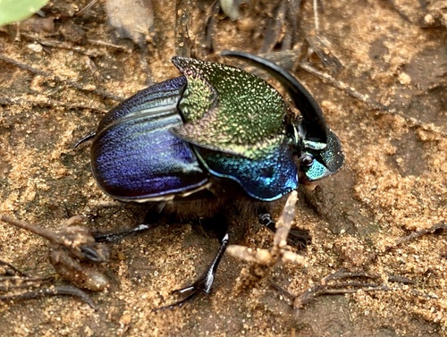 Phanaeus difformis LeConte, 1847