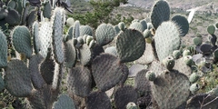 Opuntia joconostle