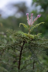 Mimosa benthamii