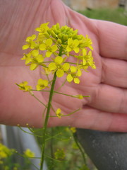Sisymbrium loeselii