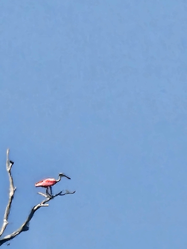 Roseate Spoonbill