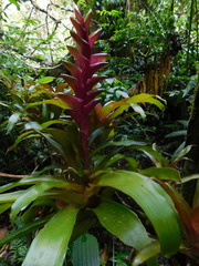 Tillandsia heliconioides