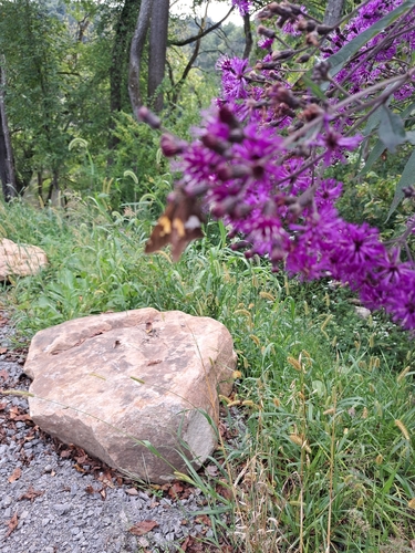 Silver-spotted Skipper
