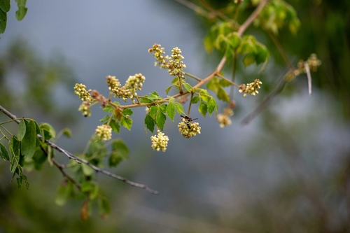 Urvillea ulmacea