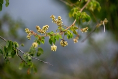 Urvillea ulmacea