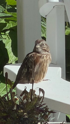 Song Sparrow