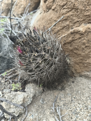 Eriosyce taltalensis