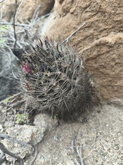 Eriosyce taltalensis