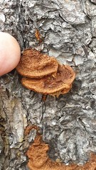 Gloeophyllum abietinum