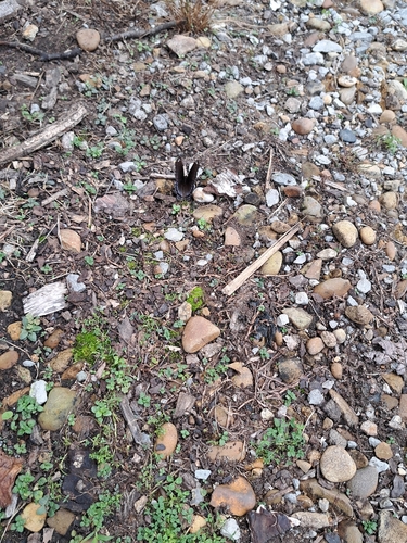 Red-spotted Purple