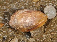 Melampus bidentatus