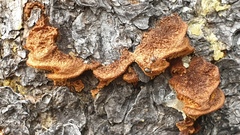 Gloeophyllum abietinum