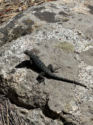iNaturalist observation photo of Western Fence Lizard