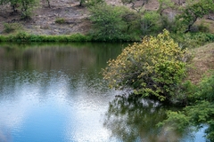 Heliocarpus terebinthinaceus