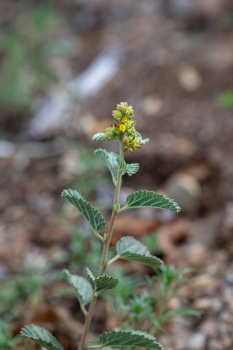 Waltheria indica, photograph 4