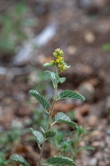 Waltheria indica, photograph (c) José Javier Barrios Flores, some rights reserved (CC BY)