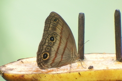 Megeuptychia antonoe