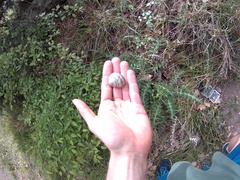 Helix albescens