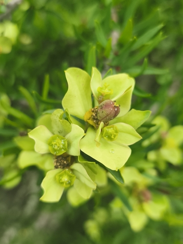 Euphorbia lactiflua, photograph 2
