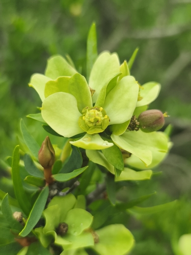 Euphorbia lactiflua, photograph 3