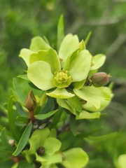 (c) Álvaro Parra Valdivia, some rights reserved (CC BY) Euphorbia lactiflua, photograph (c) Álvaro Parra Valdivia, some rights reserved (CC BY)