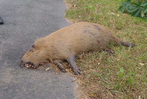 Capybara