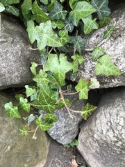 Hedera helix