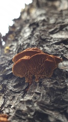 Gloeophyllum abietinum