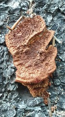 Gloeophyllum abietinum