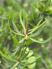 (c) Álvaro Parra Valdivia, some rights reserved (CC BY) Euphorbia lactiflua, photograph (c) Álvaro Parra Valdivia, some rights reserved (CC BY)